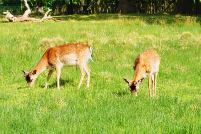 Dunham Massey