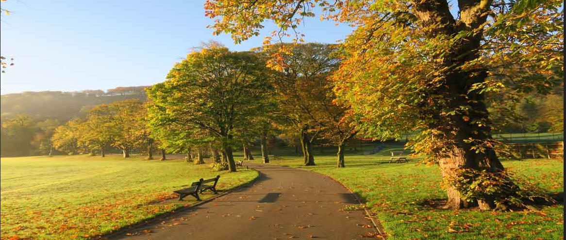 Centre Vale Park Image of a row of trees next to a path